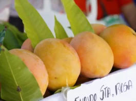 Nueva norma de calidad del mango fresco fortalece la agroexportación peruana Nueva norma de calidad del mango fresco fortalece la agroexportación peruana