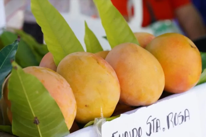 Nueva norma de calidad del mango fresco fortalece la agroexportación peruana