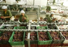 Agroexportaciones peruanas alcanzan US$ 15,013 millones en 2025 y crecen 17.3% Agroexportaciones peruanas alcanzan US$ 15,013 millones en 2025 y crecen 17.3%