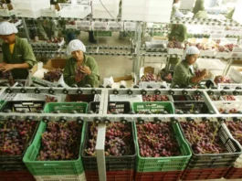 Agroexportaciones peruanas alcanzan US$ 15,013 millones en 2025 y crecen 17.3% Agroexportaciones peruanas alcanzan US$ 15,013 millones en 2025 y crecen 17.3%