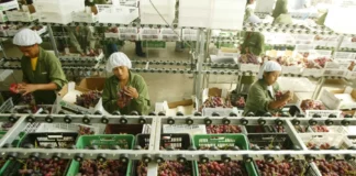 Agroexportaciones peruanas alcanzan US$ 15,013 millones en 2025 y crecen 17.3% Agroexportaciones peruanas alcanzan US$ 15,013 millones en 2025 y crecen 17.3%