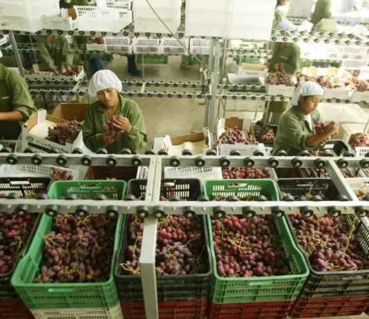Agroexportaciones peruanas alcanzan US$ 15,013 millones en 2025 y crecen 17.3% Agroexportaciones peruanas alcanzan US$ 15,013 millones en 2025 y crecen 17.3%