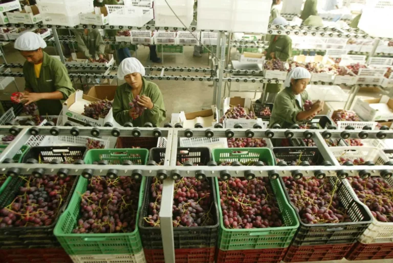 Agroexportaciones peruanas alcanzan US$ 15,013 millones en 2025 y crecen 17.3%