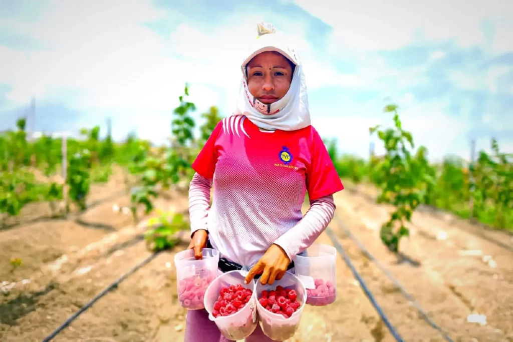 Frambuesa congelada: el nuevo producto estratégico de la agroexportación peruana