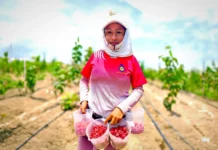 Frambuesa congelada: el nuevo producto estratégico de la agroexportación peruana Frambuesa congelada: el nuevo producto estratégico de la agroexportación peruana