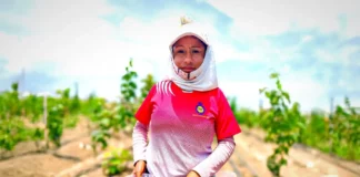 Frambuesa congelada: el nuevo producto estratégico de la agroexportación peruana Frambuesa congelada: el nuevo producto estratégico de la agroexportación peruana