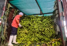 Comunidades nativas comercializan plátano verde amazónico y conservan más de 21 mil hectáreas de bosque