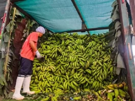 Comunidades nativas comercializan plátano verde amazónico y conservan más de 21 mil hectáreas de bosque