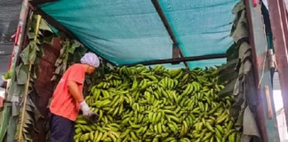 Comunidades nativas comercializan plátano verde amazónico y conservan más de 21 mil hectáreas de bosque