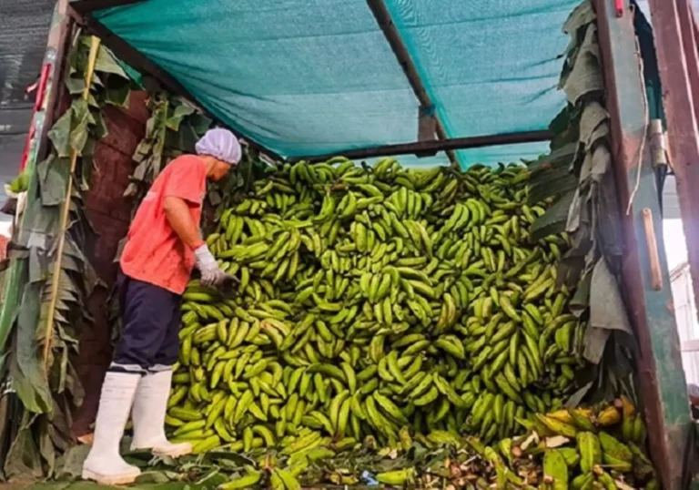 Comunidades nativas comercializan plátano verde amazónico y conservan más de 21 mil hectáreas de bosque