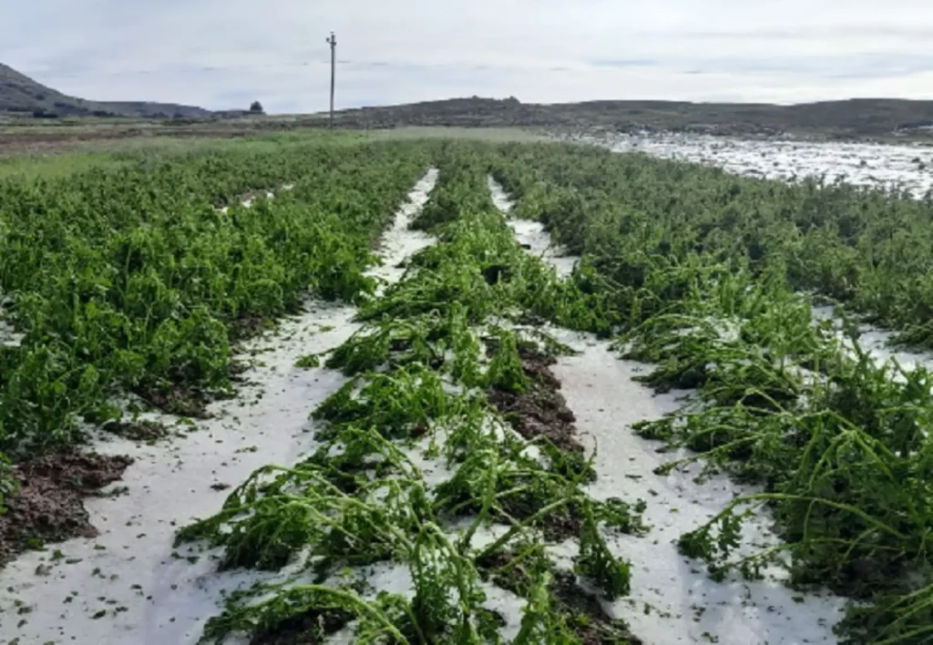 Lluvias intensas elevan riesgo de enfermedades en cultivos, advierte Senamhi