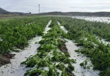 Lluvias intensas elevan riesgo de enfermedades en cultivos, advierte Senamhi Lluvias intensas elevan riesgo de enfermedades en cultivos, advierte Senamhi