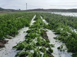 Lluvias intensas elevan riesgo de enfermedades en cultivos, advierte Senamhi Lluvias intensas elevan riesgo de enfermedades en cultivos, advierte Senamhi