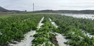 Lluvias intensas elevan riesgo de enfermedades en cultivos, advierte Senamhi Lluvias intensas elevan riesgo de enfermedades en cultivos, advierte Senamhi