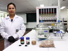 Cascarilla de arroz se convierte en solución para tratar aguas residuales mineras Cascarilla de arroz se convierte en solución para tratar aguas residuales mineras