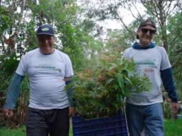 Inician campaña de reforestación en Oxapampa: sembrarán 1,000 árboles nativos en zonas degradadas Inician campaña de reforestación en Oxapampa: sembrarán 1,000 árboles nativos en zonas degradadas
