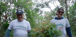 Inician campaña de reforestación en Oxapampa: sembrarán 1,000 árboles nativos en zonas degradadas Inician campaña de reforestación en Oxapampa: sembrarán 1,000 árboles nativos en zonas degradadas