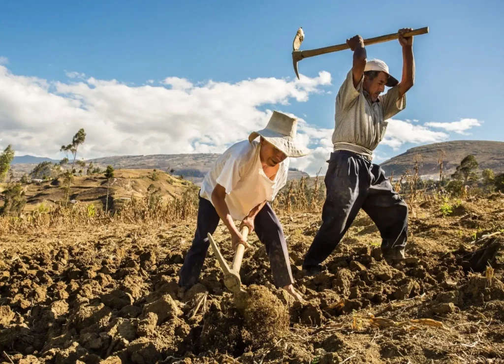 Seguro Agrícola cubrirá más de 76 mil hectáreas en Áncash durante la campaña 2025-2026 Seguro Agrícola cubrirá más de 76 mil hectáreas en Áncash durante la campaña 2025-2026