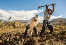 Seguro Agrícola cubrirá más de 76 mil hectáreas en Áncash durante la campaña 2025-2026 Seguro Agrícola cubrirá más de 76 mil hectáreas en Áncash durante la campaña 2025-2026