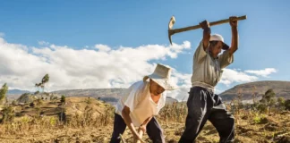 Seguro Agrícola cubrirá más de 76 mil hectáreas en Áncash durante la campaña 2025-2026 Seguro Agrícola cubrirá más de 76 mil hectáreas en Áncash durante la campaña 2025-2026