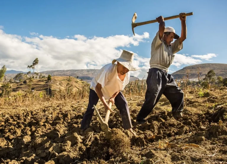 Seguro Agrícola cubrirá más de 76 mil hectáreas en Áncash durante la campaña 2025-2026