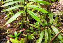 Científicos descubren en la Amazonía peruana una planta única de la era de los dinosaurios Científicos descubren en la Amazonía peruana una planta única de la era de los dinosaurios