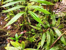 Científicos descubren en la Amazonía peruana una planta única de la era de los dinosaurios Científicos descubren en la Amazonía peruana una planta única de la era de los dinosaurios