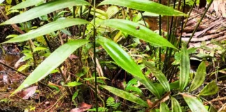 Científicos descubren en la Amazonía peruana una planta única de la era de los dinosaurios Científicos descubren en la Amazonía peruana una planta única de la era de los dinosaurios