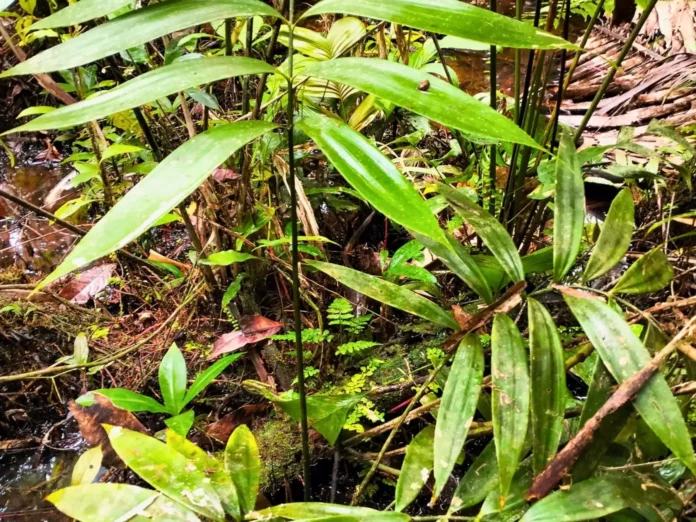 Científicos descubren en la Amazonía peruana una planta única de la era de los dinosaurios