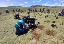 Proyecto en Puno restaura pastizales para proteger a la vicuña y fuentes de agua Proyecto en Puno restaura pastizales para proteger a la vicuña y fuentes de agua