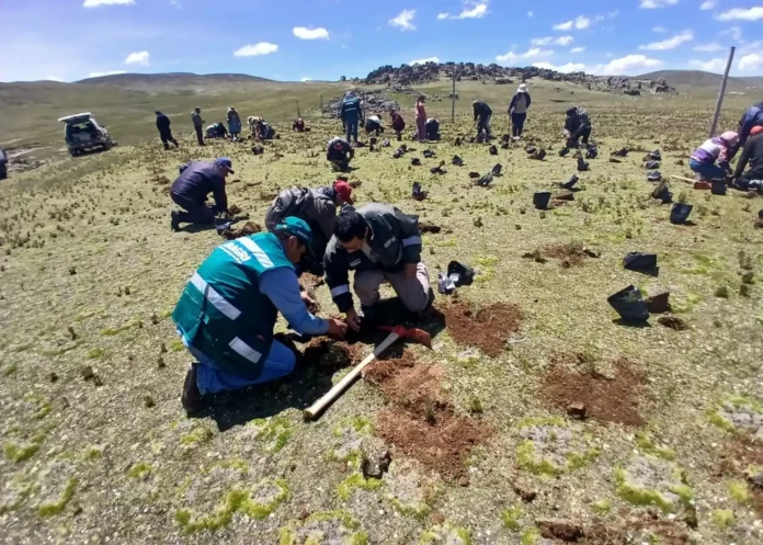Proyecto en Puno restaura pastizales para proteger a la vicuña y fuentes de agua