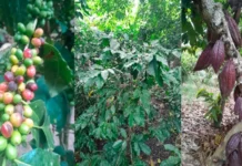 Senamhi: lluvias favorecen cultivos en la región andina y amazónica, pero persisten riesgos por plagas y eventos extremos Senamhi: lluvias favorecen cultivos en la región andina y amazónica, pero persisten riesgos por plagas y eventos extremos