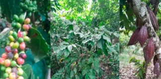 Senamhi: lluvias favorecen cultivos en la región andina y amazónica, pero persisten riesgos por plagas y eventos extremos Senamhi: lluvias favorecen cultivos en la región andina y amazónica, pero persisten riesgos por plagas y eventos extremos