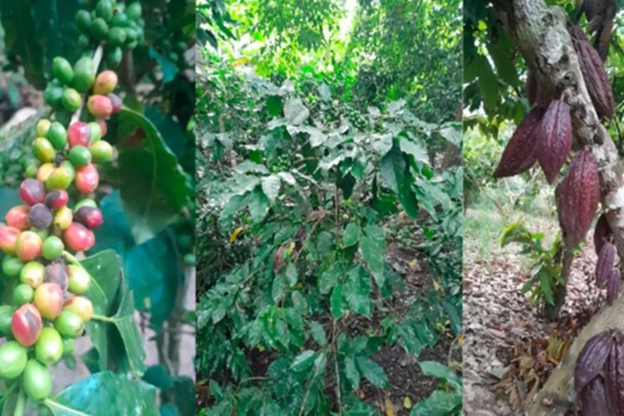 Senamhi: lluvias favorecen cultivos en la región andina y amazónica, pero persisten riesgos por plagas y eventos extremos Senamhi: lluvias favorecen cultivos en la región andina y amazónica, pero persisten riesgos por plagas y eventos extremos