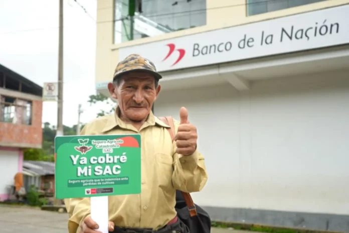 Lambayeque: activan Seguro Agrícola gratuito con cobertura para más de 112,000 hectáreas