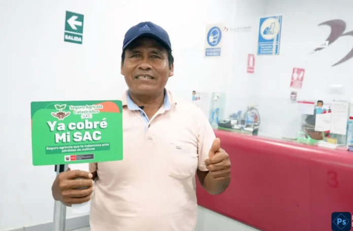 Seguro Agrícola 2025-2026 en Piura incrementa pago a S/1,000 por hectárea: así puedes activarlo