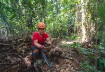 Madre de Dios: 8,000 hectáreas de bosque protegidas con plan de negocio de castaña sostenible Madre de Dios: 8,000 hectáreas de bosque protegidas con plan de negocio de castaña sostenible