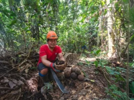 Madre de Dios: 8,000 hectáreas de bosque protegidas con plan de negocio de castaña sostenible Madre de Dios: 8,000 hectáreas de bosque protegidas con plan de negocio de castaña sostenible