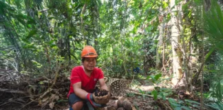Madre de Dios: 8,000 hectáreas de bosque protegidas con plan de negocio de castaña sostenible Madre de Dios: 8,000 hectáreas de bosque protegidas con plan de negocio de castaña sostenible