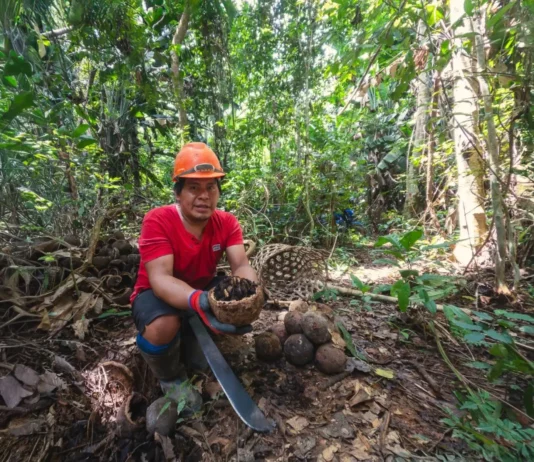Madre de Dios: 8,000 hectáreas de bosque protegidas con plan de negocio de castaña sostenible Madre de Dios: 8,000 hectáreas de bosque protegidas con plan de negocio de castaña sostenible