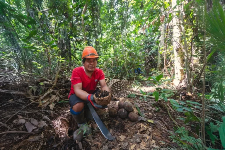Madre de Dios: 8,000 hectáreas de bosque protegidas con plan de negocio de castaña sostenible