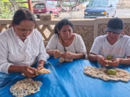 Trujillo: Chan Chan impulsa la recuperación del algodón nativo Trujillo: Chan Chan impulsa la recuperación del algodón nativo