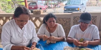 Trujillo: Chan Chan impulsa la recuperación del algodón nativo Trujillo: Chan Chan impulsa la recuperación del algodón nativo