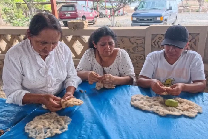Trujillo: Chan Chan impulsa la recuperación del algodón nativo