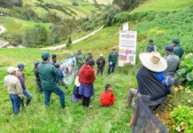 Proyecto Papa y Maíz beneficia a 2,500 productores de Amazonas, Cajamarca y La Libertad Proyecto Papa y Maíz beneficia a 2,500 productores de Amazonas, Cajamarca y La Libertad