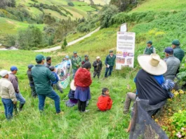 Proyecto Papa y Maíz beneficia a 2,500 productores de Amazonas, Cajamarca y La Libertad Proyecto Papa y Maíz beneficia a 2,500 productores de Amazonas, Cajamarca y La Libertad