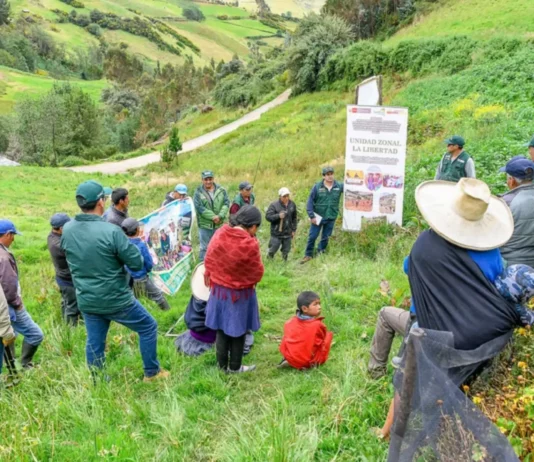 Proyecto Papa y Maíz beneficia a 2,500 productores de Amazonas, Cajamarca y La Libertad Proyecto Papa y Maíz beneficia a 2,500 productores de Amazonas, Cajamarca y La Libertad