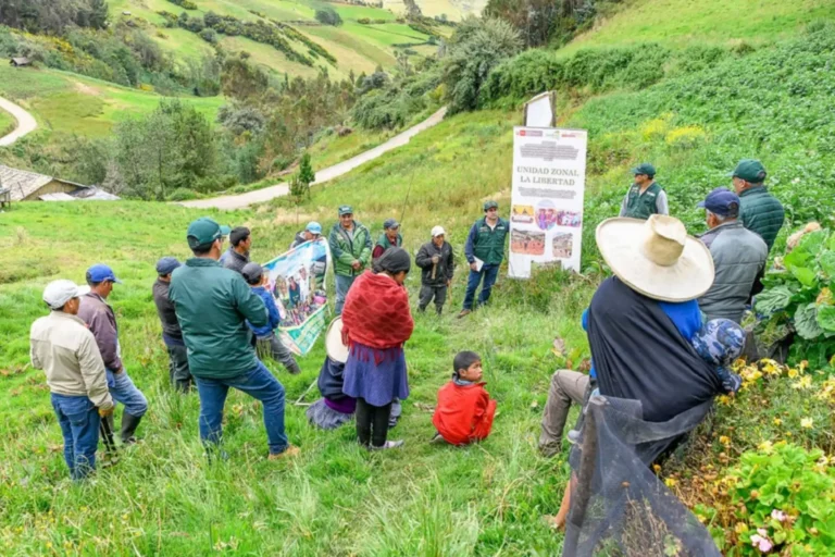 Proyecto Papa y Maíz beneficia a 2,500 productores de Amazonas, Cajamarca y La Libertad