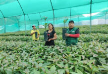 Junín: más de 170 mil plantones de palto impulsan la agricultura familiar Junín: más de 170 mil plantones de palto impulsan la agricultura familiar