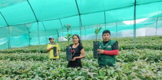 Junín: más de 170 mil plantones de palto impulsan la agricultura familiar Junín: más de 170 mil plantones de palto impulsan la agricultura familiar